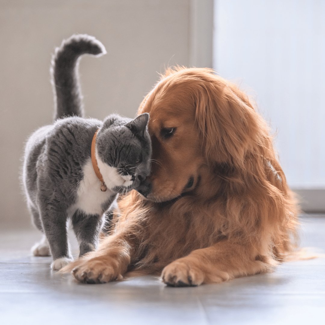 The Pawsitive Effect: Unveiling the Remarkable Health Benefits of Pet Companionship - Tartan Vitalis